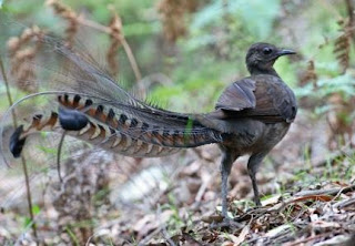 http://www.timkicau.com/ lyrebird