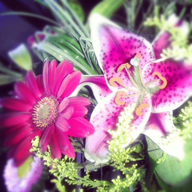 [MyBloomingStarLily%2527s%255B2%255D.jpg]