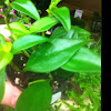 Peperomia mini leaf