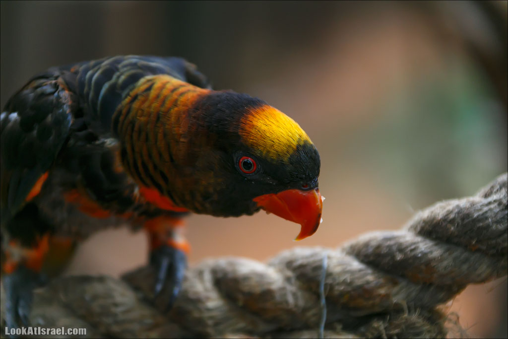 Ган Гуру - парк с кенгуру и другими австралийскими животными | Gan Guru | גן גורו | LookAtIsrael.com - Фото путешествия по Израилю