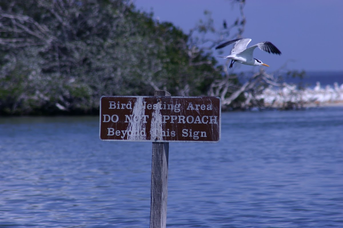 Royal Tern