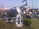 Gulfport Elephant