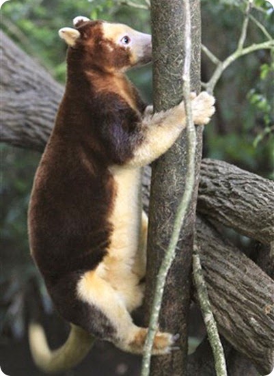 Singapore Papua New Guinea Saving Kangaroos Singapore Papua New Guinea Saving Kangaroos