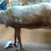 phoca_thumb_l_DSC01820.JPG