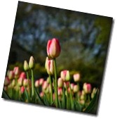 tulips_wikimedia commons