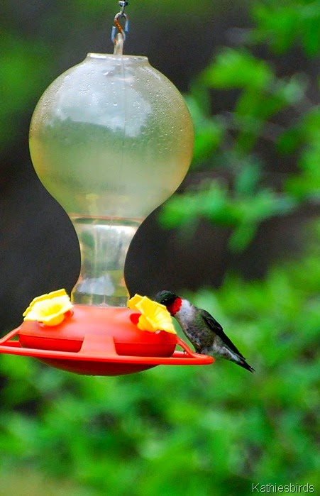 7. male rubythroat-kab