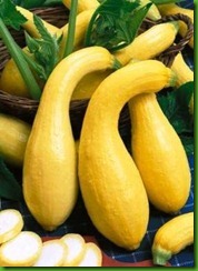 EARLY GOLDEN CROOKNECK SQUASH