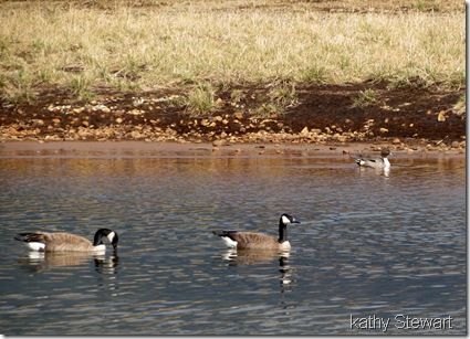 Canada Geese and Pintail