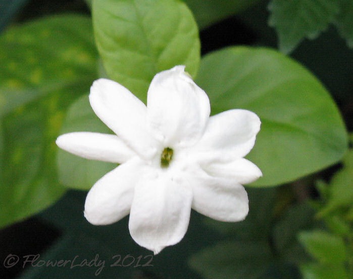 [03-19-night-bloom-jasmine%255B3%255D.jpg]