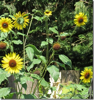 Black-oil Sunflower seed flowers