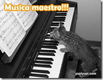 gato pianista blogdeimagenes (36)