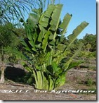 Ravenala madagascariensis رافينالا مدغشقر