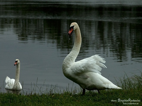 bird_20110724_swans