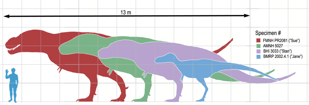 [1200px-Tyrannosaurusscale%255B3%255D.png]