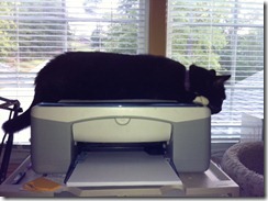 printer kitty