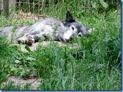 0221 Alberta Calgary - Calgary Zoo The Canadian Wilds - Grey Wolf