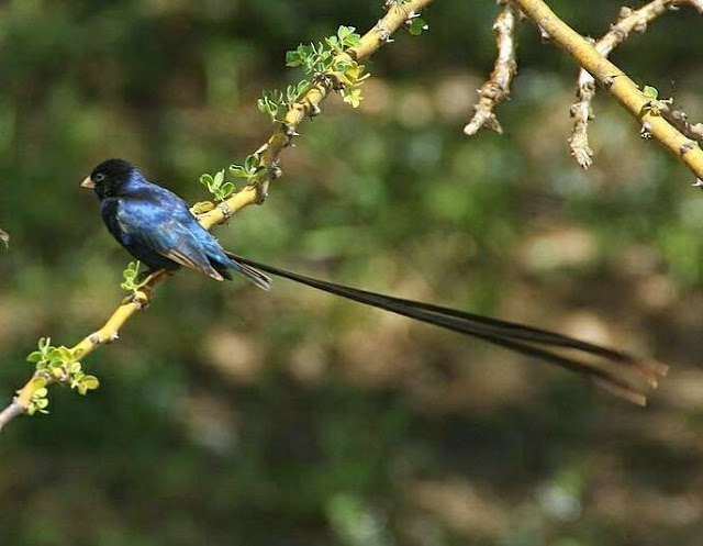 Burung emprit/pipit yang berekor panjang Burung emprit/pipit yang berekor panjang