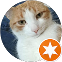 Image Google de keanu le chat