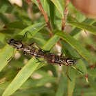 Mating Flies