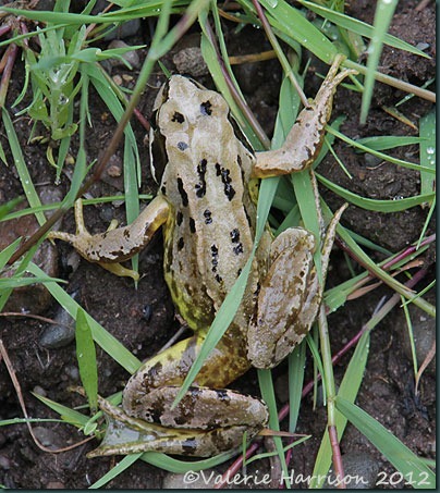 30-common-frog