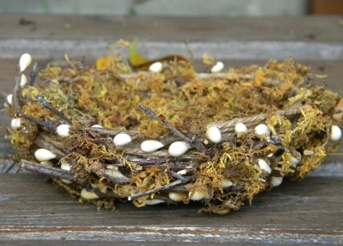 Learn to make a moss nest for fall decor
