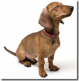 dachshund-small