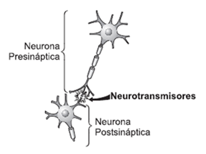 Sinapsis en una neurona