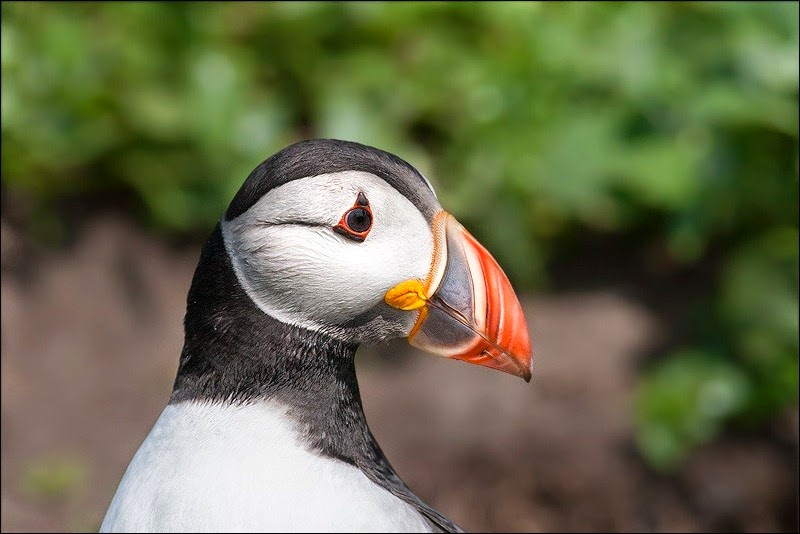 Farne Island Puffin