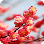 Cover Image of Download Plum Flower 3D live wallpaper 1.0 APK