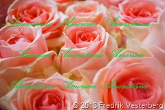 DSC01269.JPG blommor Rosa rosor (1) Förstärkt färg
