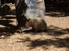 2009.05.16-018 capybara