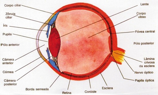 Por que os olhos ficam vermelhos nas fotografias