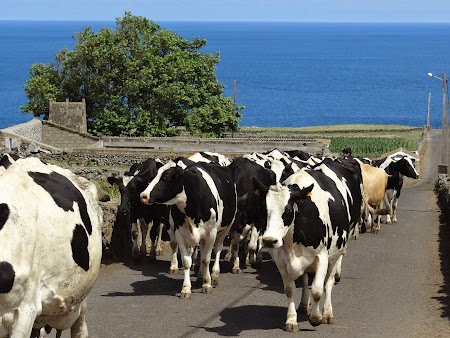 16. Vaci in Azore.JPG