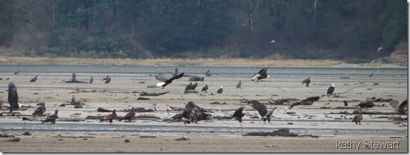 more eagles on the flats