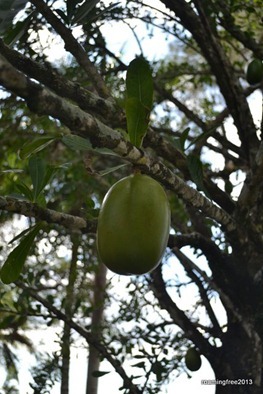 Calabash Tree . . . they make maracas out of these