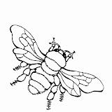 Abelhas%2520PB%2520%25288%2529.jpg