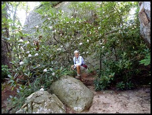 26a - Rock Garden Trail - Rhododendron