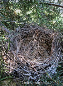 0525 empty nest