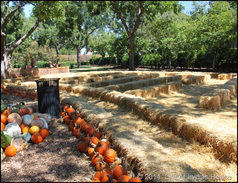 Dallas Arboretum - pumpkin festival-maze of hay bales