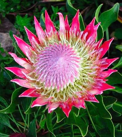 [Protea%2520cynaroides1%255B3%255D.jpg]