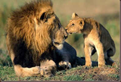 Amazing Animals Pictures Lion  (9)