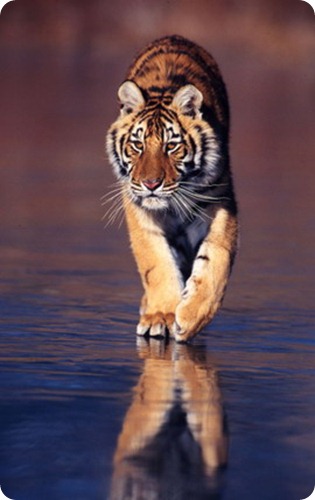 biodiversita_tigre biodiversita_tigre