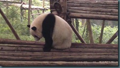 Oh hey hi panda-eye