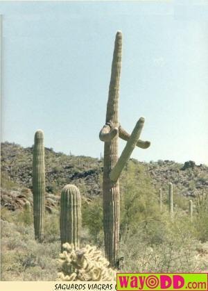 [funny-pictures-cactus-erectus-0jG%255B2%255D.jpg]