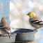 American Goldfinch     winter plumage