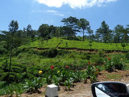 13. plantatii ceai Ceylon.JPG