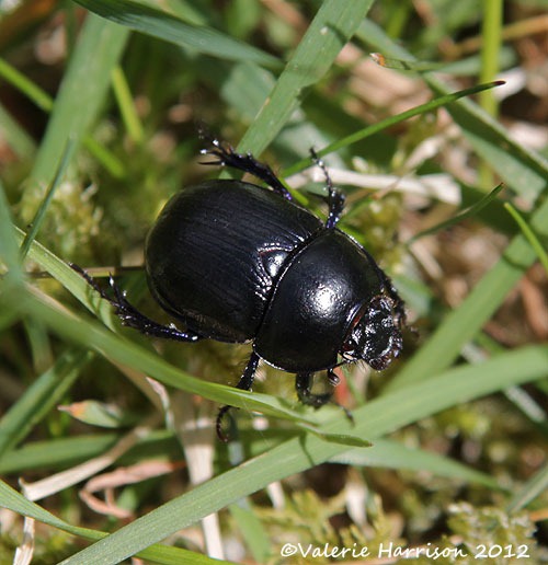 [21-dor-beetle%255B2%255D.jpg]