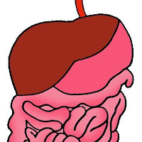 science_digestive_system.jpg