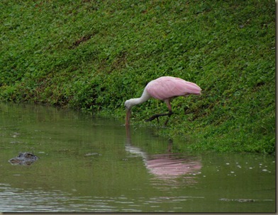 gator and spoonbill
