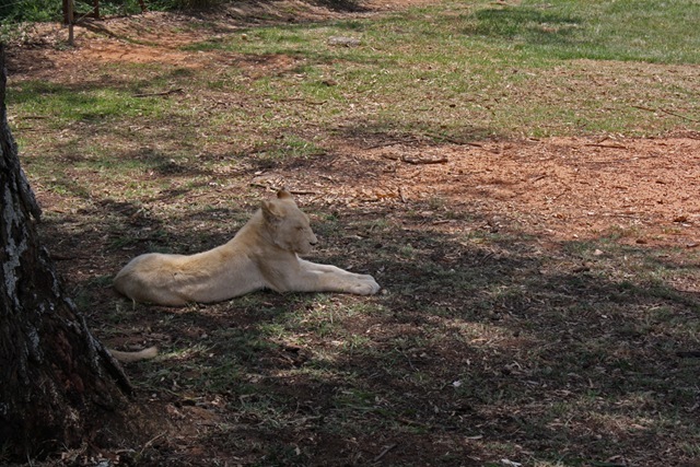 White Lion Cub, Lion Park Johannesburg